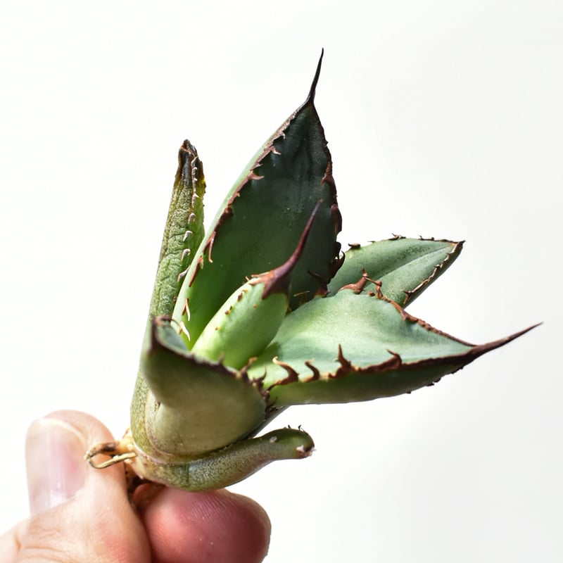 アガベ オテロイ 