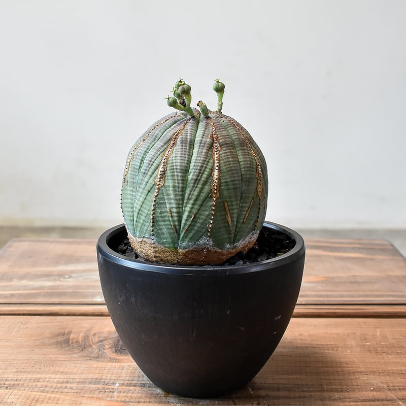 ユーフォルビア オベサ 【発根済み】HK2401942(T) | RAFLUM