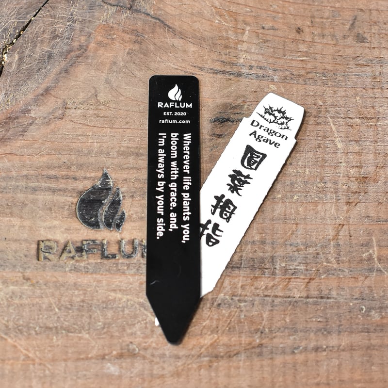 レア【送料込】親株　特大サイズ　フィリグリー　アガベ　チタノタ　圓葉拇指 アガベ チタノタ フィリグリー