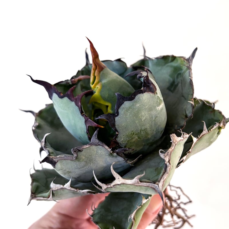 アガベ チタノタ ブラックアンドブルー / BB 藍球 