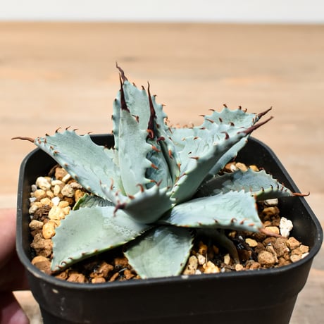 アガベ ハイブリット 日系イシスメンシス×象牙妖炎（陽炎エボリ）【台湾botanical_seeker産】RF25011391
