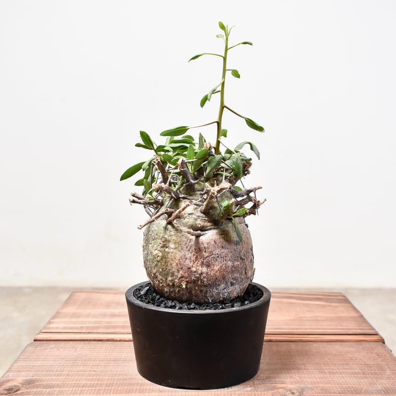 2月入荷 100粒+ フォークイエリア コルムナリス 証明書あり 種 種子 05 2月入荷 100粒+ フォークイエリア コルムナリス 証明書あり 種