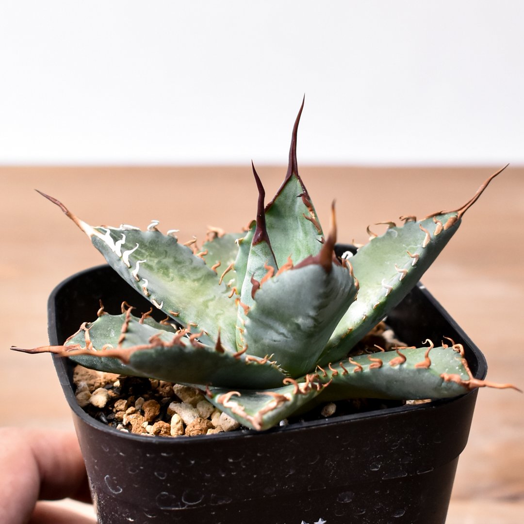 エボリスピナ× ブラックアンドブルーハイブリッド②発根済み ユタエンシス エボリスピナ×ブラックアンドブルー【カリフォルニア産