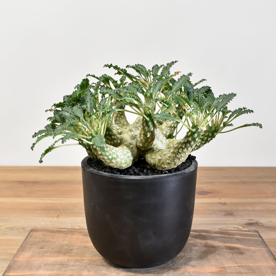 6857509340fe598ca52a340a