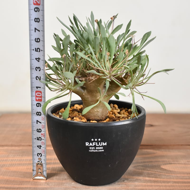 オトンナ ユーフォルビオイデス 