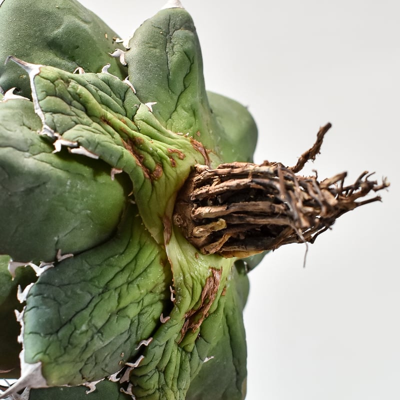 アガベ チタノタ シャークソード 