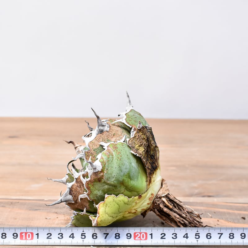 アガベ チタノタ “精品老白鯨” 【台湾 dragon agave産/抜き苗/中株