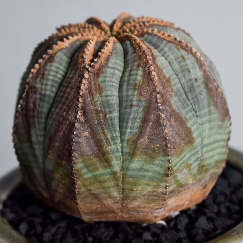 ユーフォルビア オベサ /オールド オベサ【根強い人気！！木質化の