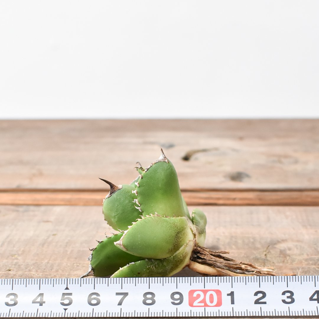 アガベ X犀牛 中株 アガベ チタノタ 