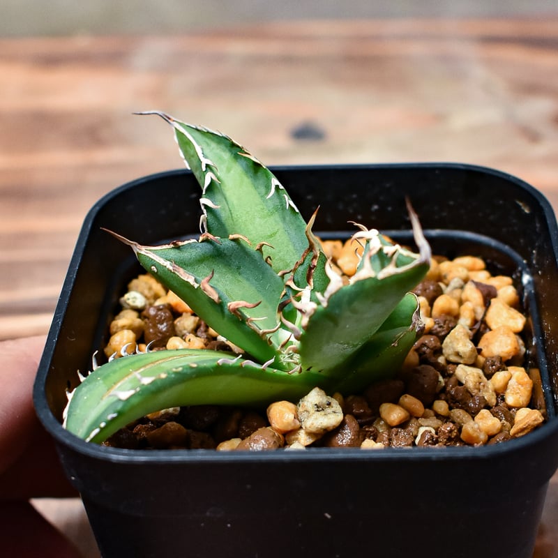 レア株】アガベ チタノタ 