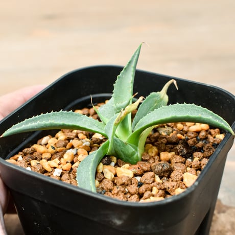アガベ ハイブリット "吉巴羅" (特白肌怒雷神×血妖) 【台湾botanical_seeker産】A RF25011426