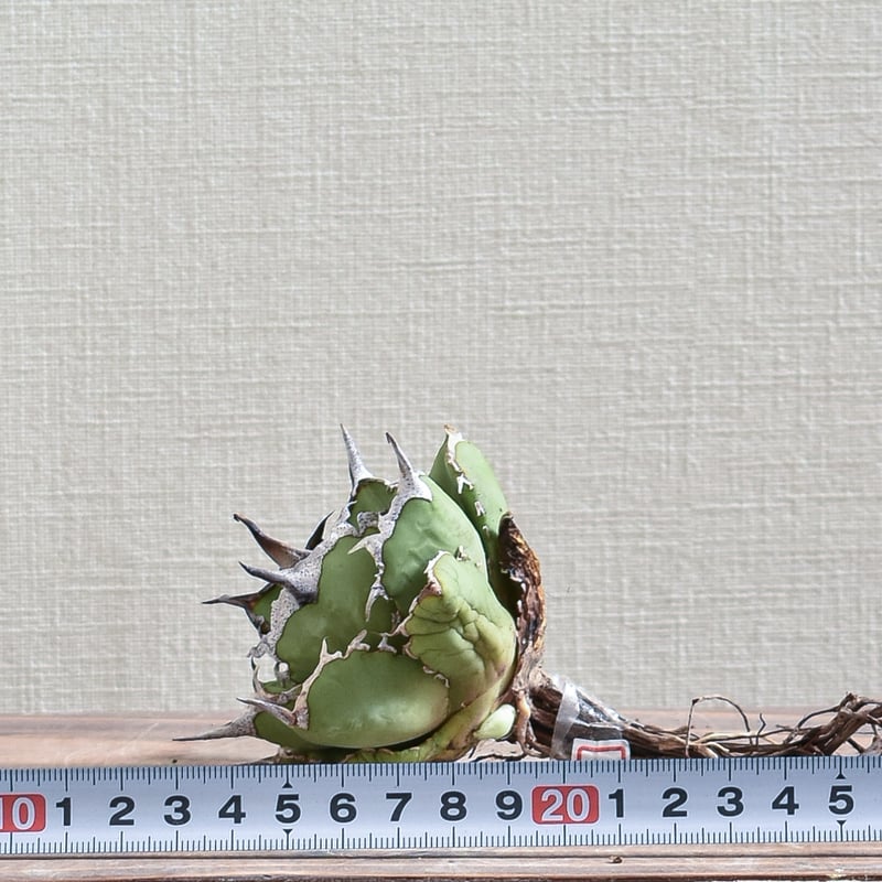 アガベ　蠻牛　バンギュウ　Berlin産 アガベ チタノタ 蠻牛 バンギュウ Berlin産 アガベ チタノタ 黒犀牛