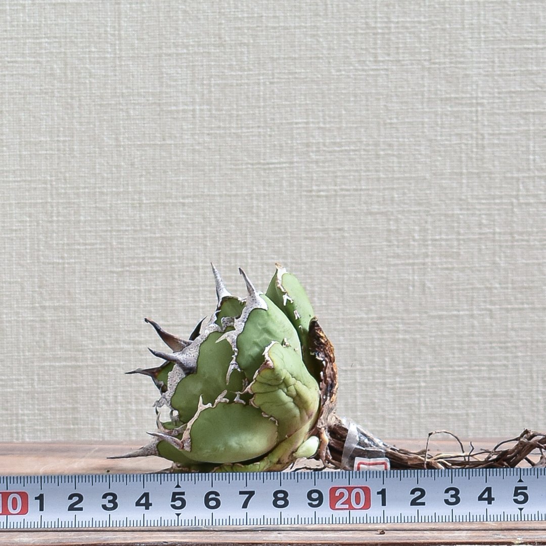 fit=scale-down,w=1200