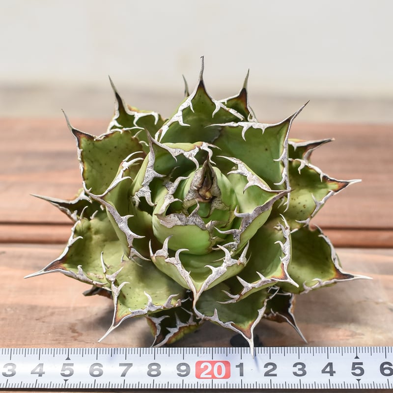 アガベ　紅龍　紅牡丹実生　裏表刺　第四種速達便抜き苗発送 アガベ 紅龍 紅牡丹実生 裏表刺 第四種速達便抜き苗発送