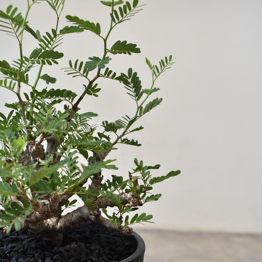 センナ メリディオナリス （発根済み） RF231714(T) | RAFLUM / ラフラ