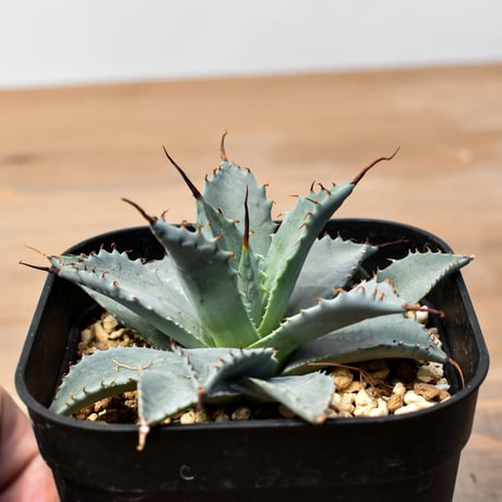 アガベ ハイブリット 日系イシスメンシス×象牙妖炎（陽炎エボリ）【台湾botanical_seeker産】RF25011393
