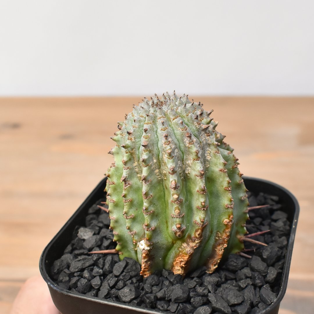 ♀ マジョール 低重心 子株付き ホリダ ユーフォルビア ポリゴナ ユーフォルビア ホリダ 