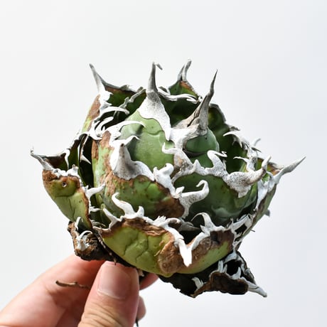 チタノタ白鯨 | STORES