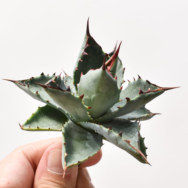 アガベ ハイブリット 曙光 ×（パラサナ、イシスメンシス）【台湾