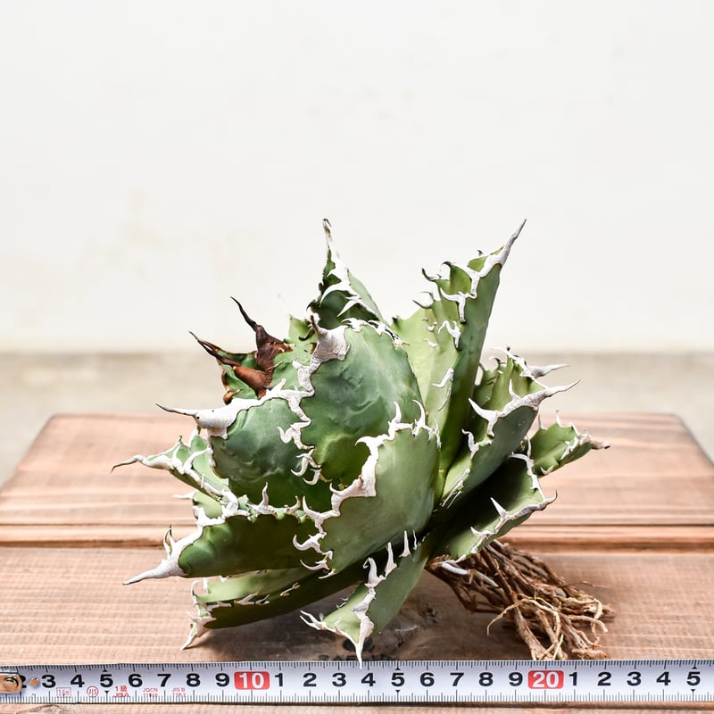 アガベセット（黒鯨・チタノタ・曲刺八雷・FO222・ソーラーエクリプス・螃蟹） アガベ チタノタ ソーラーエクリプス 