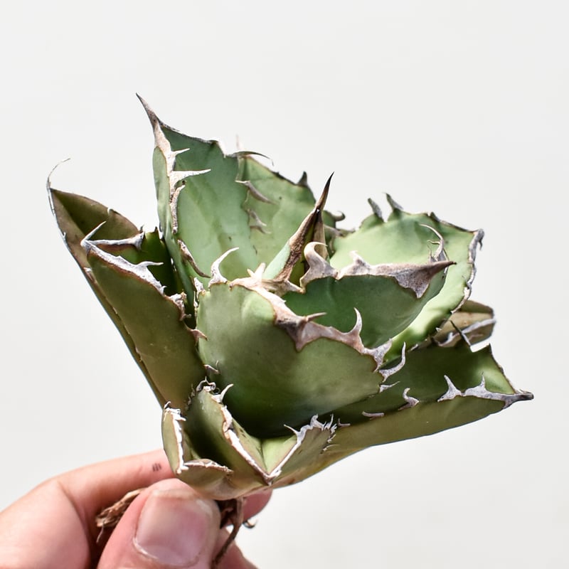 み*ん様 hidden agaveチタノタパラサナハイブリッドアガベ　抜き苗 ミ*ニ様 チタノタパラサナ ハイブリッドアガベ hidden agave