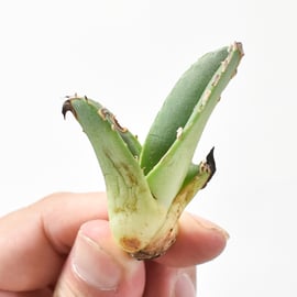 11/14(木)20:00】大注目！台湾ゴジラのOC株を販売！さらに麻花龍のお  