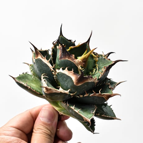 アガベ緑犀牛 | STORES