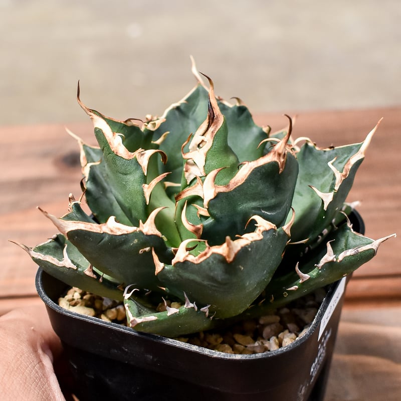 チタノタ「碧奧蘭蒂/ビオランテ」発根済 鉢・タグ付き チタノタ「碧奧蘭蒂/ビオランテ」発根済 鉢・タグ付き チタノタ