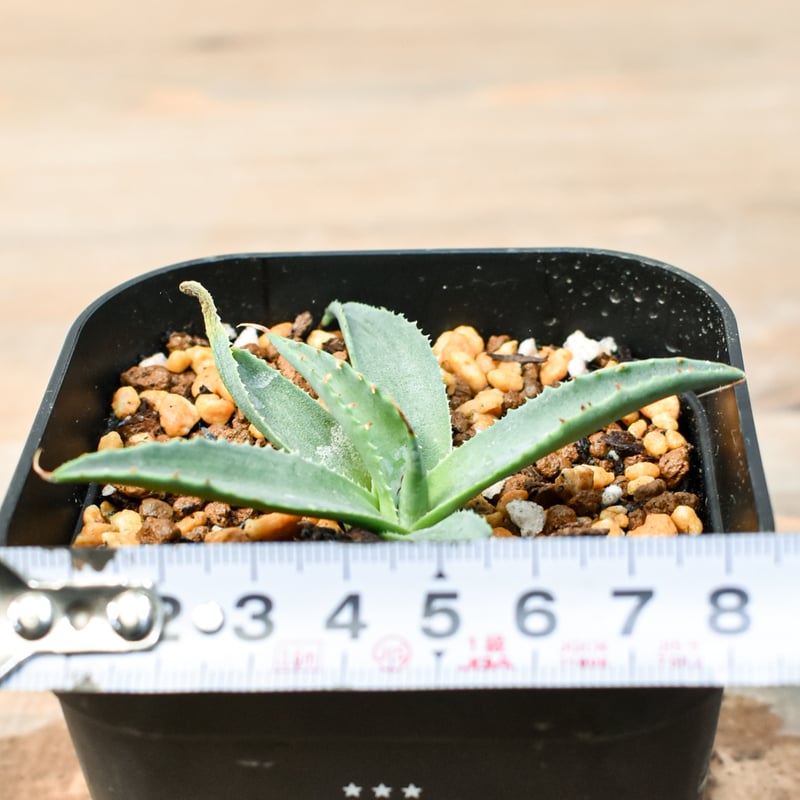 アガベ 特白肌怒雷神×笹の雪 台湾HYB アガベ 特白肌怒雷神