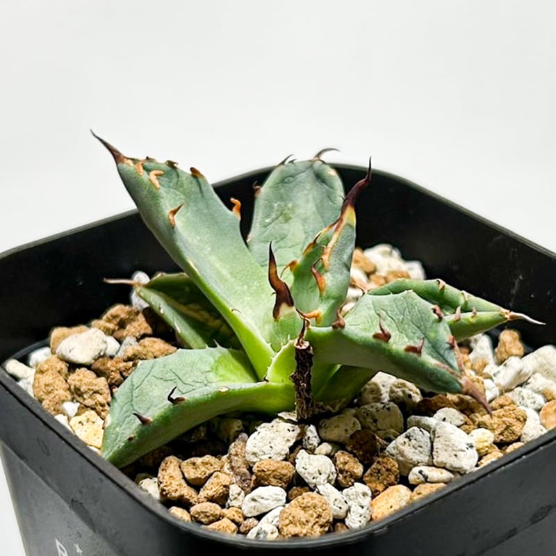 Dennis hybrid 黑帝斯x妖炎 /ハデス×エボリスピナ 【台湾DENNIS産】RFD