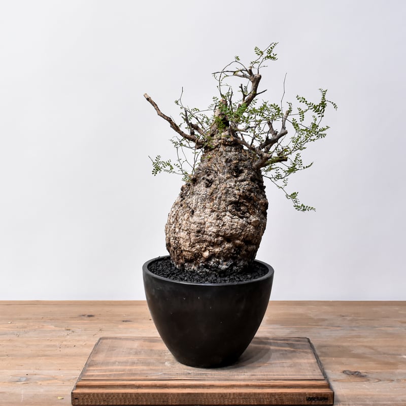 【良型】オペルクリカリアパキプス オペルクリカリア パキプス RFHK25011494 | RAFLUM / ラフラム｜東京