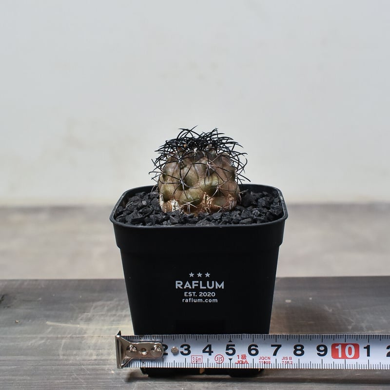 コピアポア グリセオビオラセア 