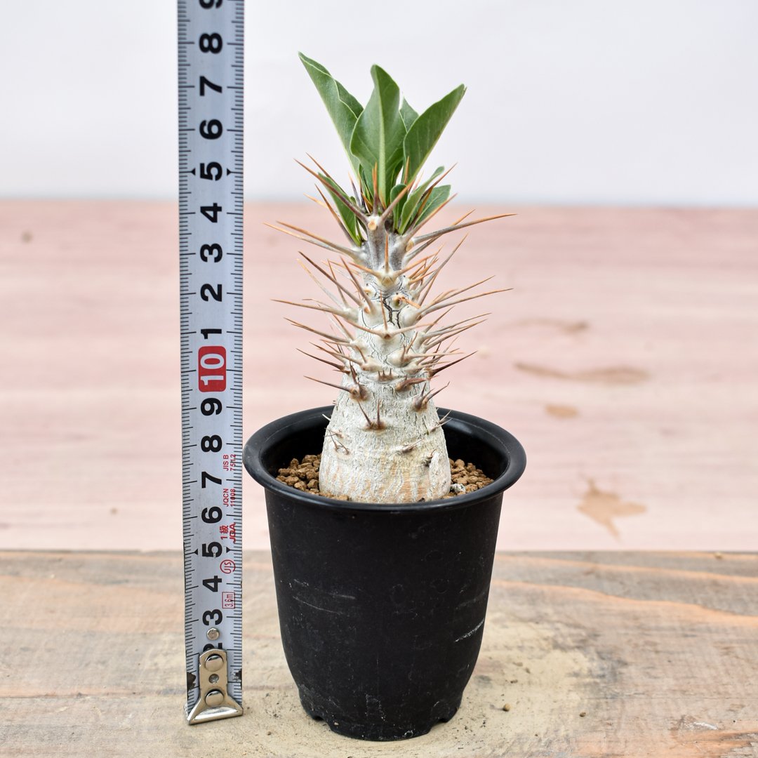 パキポディウム・レアリー　実生 Pachypodium Lealii【パキポディウム・レアリー・実生】 | RIMO'S 塊根植物・コーデックス