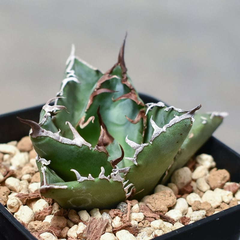 アガベ　チタノタ　白鯨　国産青葉　子株 アガベ チタノタ 