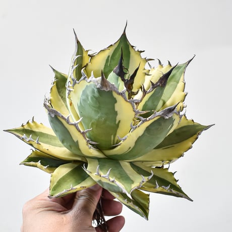 スナグルトゥース | STORES 