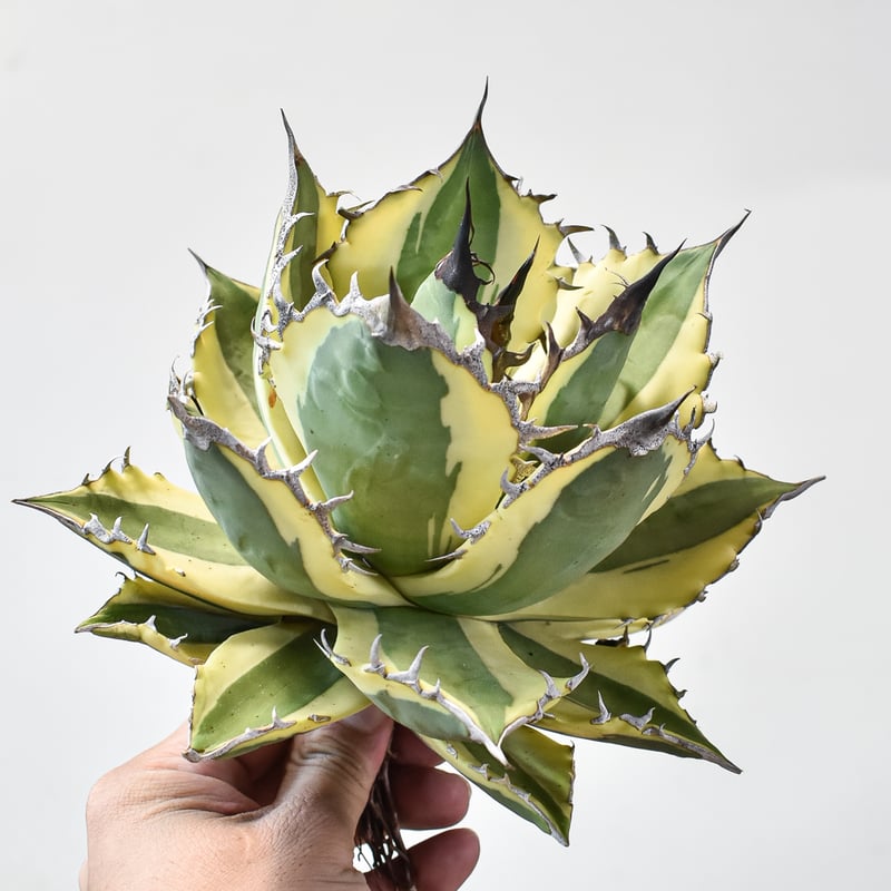 アガベ チタノタ スナグルトゥース  