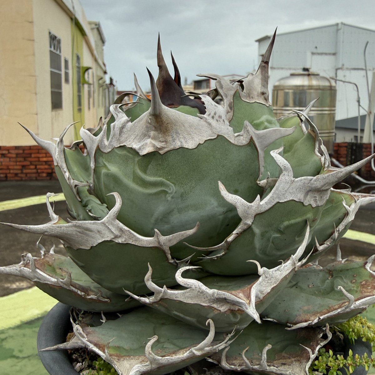 アガベ オテロイ 