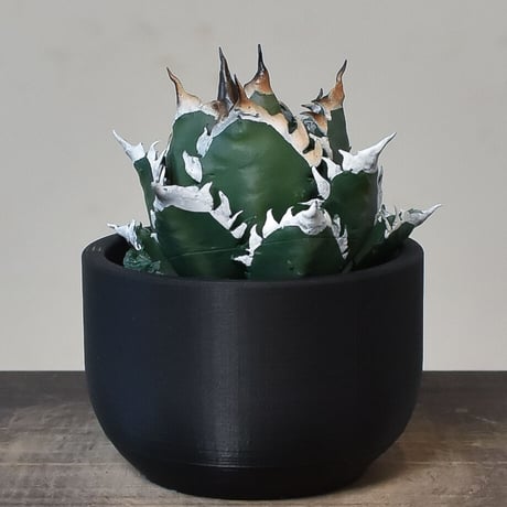 【植物フィギュア】RAFLUM × LOBINDON【Agave titanota’Red Catweazle’】RFLB23003(T)