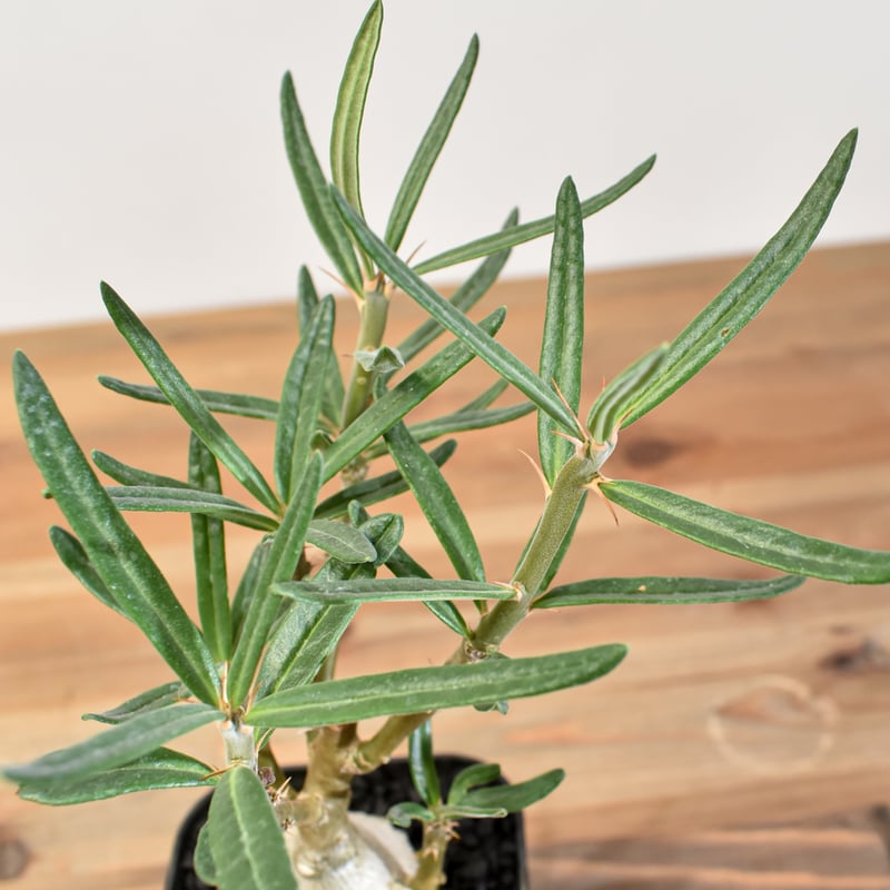 パキポディウム・ビスピノーサム 【実生】RFHK25011166(T