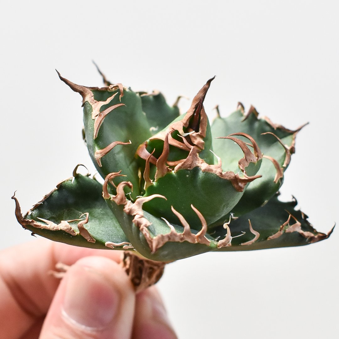 アガベ チタノタ シーザー 凱撒 Agave cho産 C7 観葉植物 - アガベ