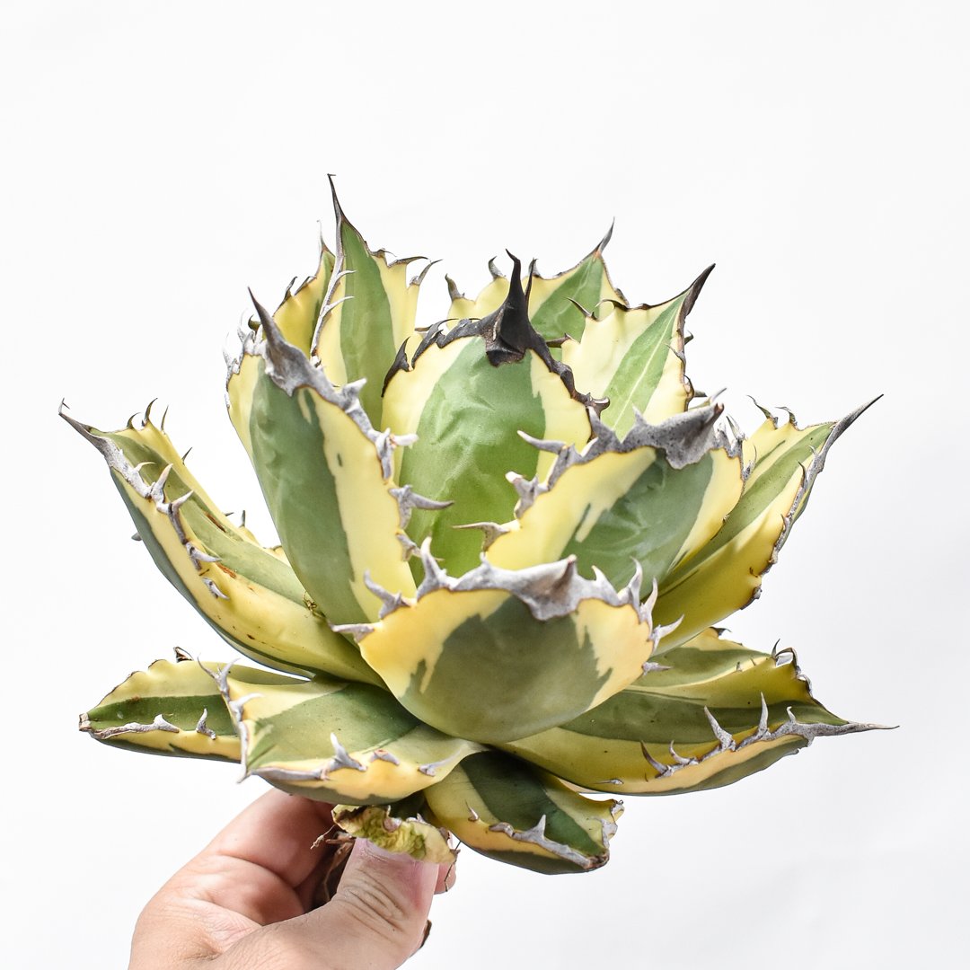 アガベ チタノタ スナグルトゥース 