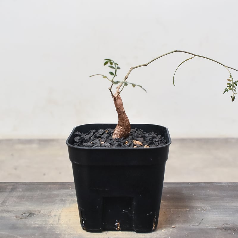 オペルクリカリア ヒファエノイデス （実生株）RF230368 | RAFLUM