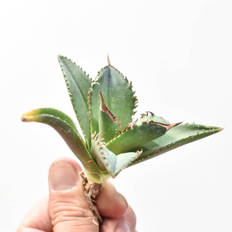 アガベ チタノタ DENNIS040 