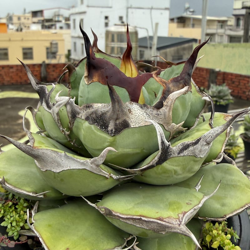 アガベ オテロイ 実生 選抜株 アガベ オテロイ 