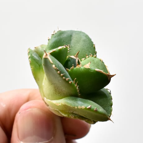 CATEGORY アガベ チタノタ DENNIS達摩 | RAFLUM / ラフラム｜東京、