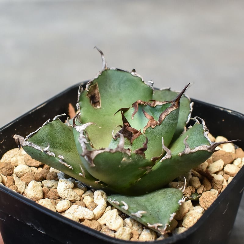 チタノタ　白鯨 アガベ チタノタ 白鯨 Agave titanota White whale No.1 | m