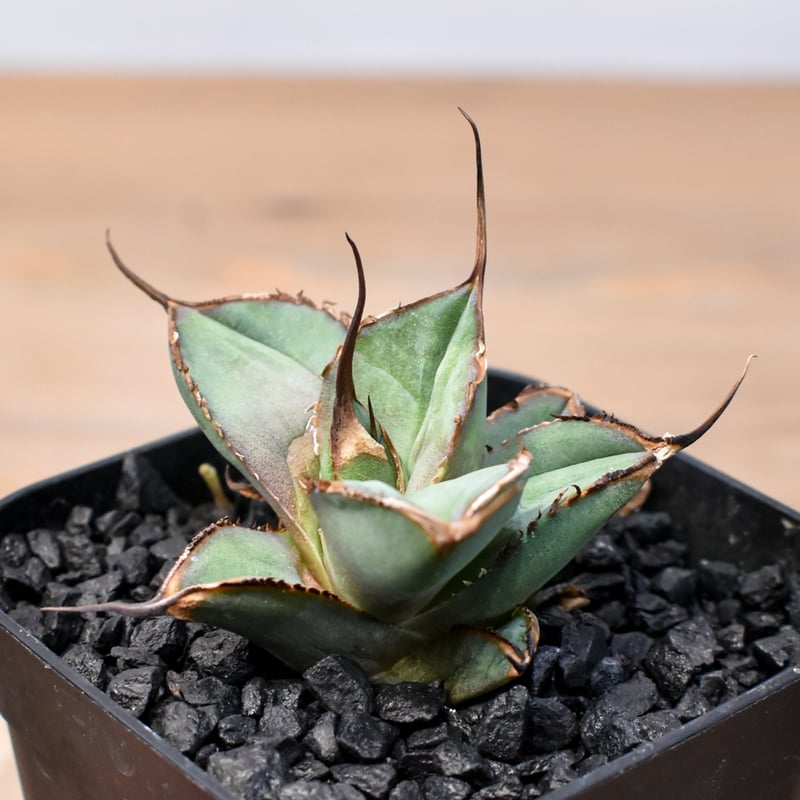 【スーパーチタノタ】CACUTUS GREEN血統、発根済み子株① スーパーチタノタ】CACUTUS GREEN血統、発根済み子株① スーパー