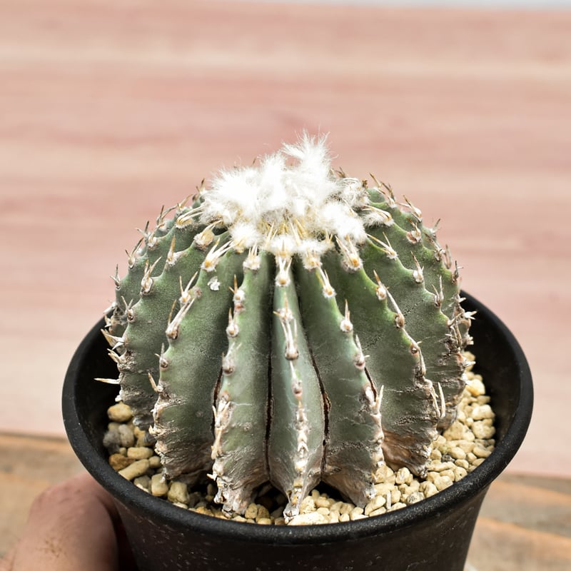 メキシカーナ　ゲオヒントニア　実生 Geohintonia mexicana【ゲオヒントニア・メキシカーナ・実生