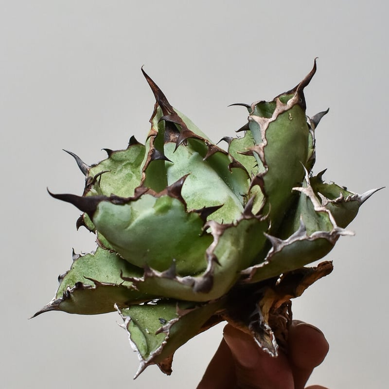 アガベ チタノタ ブラックアンドブルー 