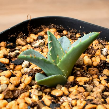 CATEGORY 夏型植物 | RAFLUM / ラフラム｜東京、大阪の塊根植物